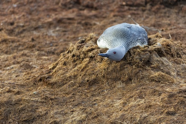 Red-throated diver (Gavia stellata) breeding on the nest, Aventdalen, Longyearbyen, Spitsbergen, Svalbard
