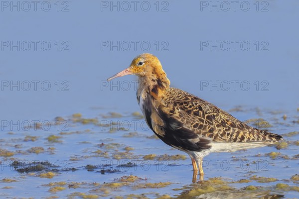 Ruff, (Philomachus pugnax), male looking for food, standing in shallow water, wildlife, animals, birds, snipe family, Ziggsee, Lake Neusiedl National Park, Seewinkel, Burgenland, Austria