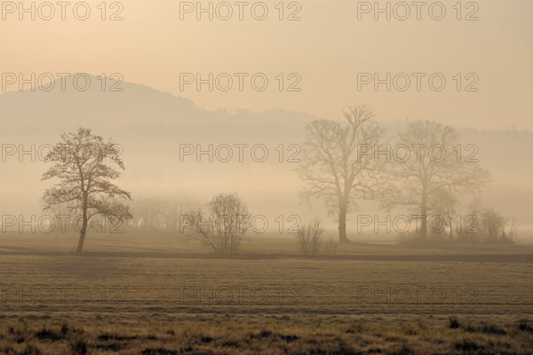 Meadows and trees in the early morning mist in the light of the rising sun, Reusstal, Aristau, Freiamt, Canton Aargau, Switzerland