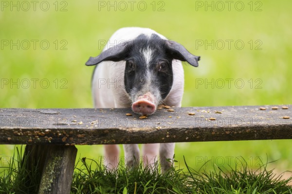 Swabian-Hall swine (Schwäbisch-Hällisches Landschwein) eating on a meadow, Germany