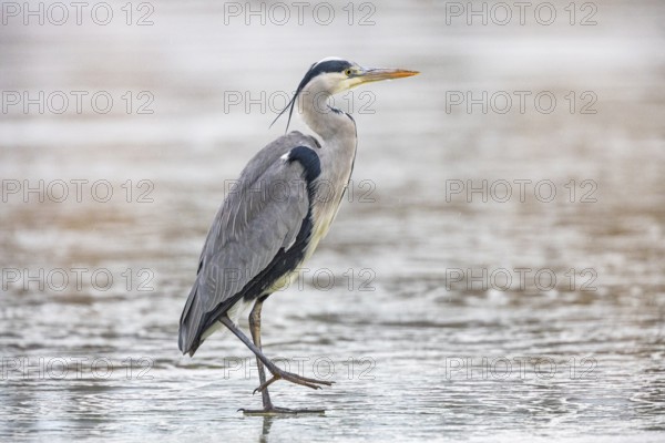 Grey heron (Ardea cinerea) Germany