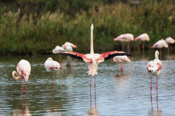 Pink flamingos (Phoenicopterus roseus), standing in the water, wings spread out, Pont de Gau bird park, Camargue, France