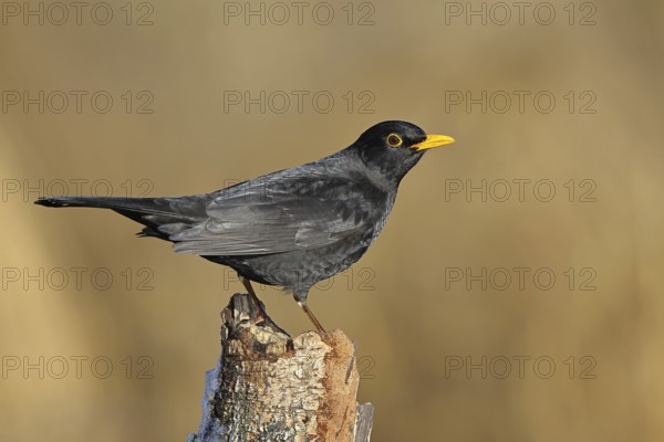 Blackbird (Turdus merula), male, sitting on an old tree stump in the forest, Wilnsdorf, North Rhine-Westphalia, Germany