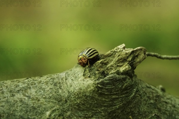 Colorado potato beetle, June, Germany