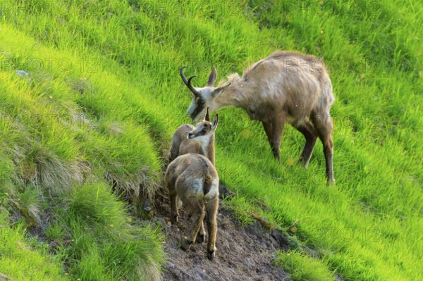 Chamois family climbing together over a grassy mountain slope, chamois, chamois, (Rupicapra rupicaprae), wildlife, Vosges, France