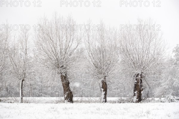 Old gnarled pollarded trees, pollarded willows in the snow on the Lower Rhine, on the left bank of the Rhine between Düsseldorf and Meerbusch, Ilvericher Altrheinschlinge, native nature, landscapes in the snow, rare weather conditions in the Rhineland, Lower Rhine, Meerbusch, North Rhine-Westphalia, Germany, Western Europe