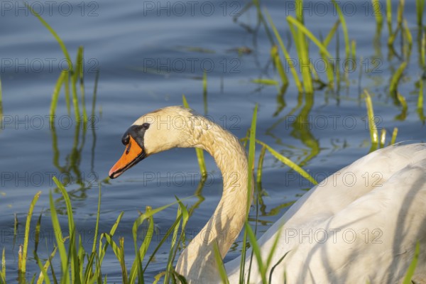 A Mute Swan (Cygnus olor) swimming on the shore of the Steinhuder Meer, animal photo, bird, bird species, nature photo, wildlife, fauna, Hagenburg, Lower Saxony, Germany