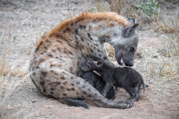 Spotted hyena (Crocuta crocuta), adult female licking young, lying down, Kruger National Park, South Africa