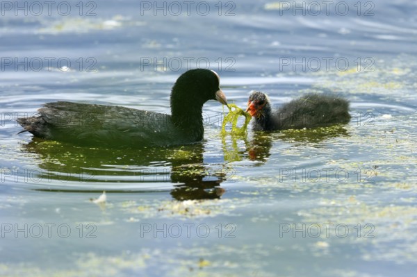 Eurasian Coot giving chicks algae in clear water, Coot, (Fulicia atra), wildlife, Germany