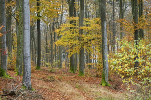 European beech (Fagus sylvatica), colored leaves in autumn in a beeck forest, Bavaria, Germany
