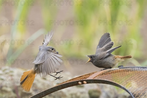 Female black redstart (Phoenicurus ochruros) approaching to feed a young bird on a wire mesh, Hesse, Germany