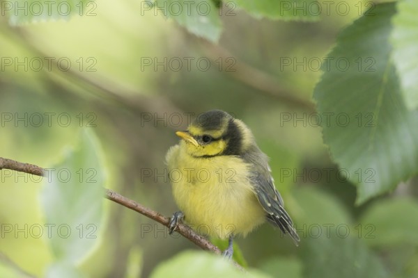 A great tit (Parus major), young bird, sitting on a branch in the countryside, Hesse, Germany