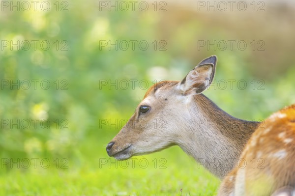 Sika deer (Cervus nippon) lying on a meadow, Bavaria, Germany