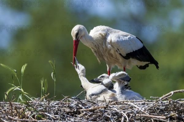 Stork feeding its chicks in the nest in front of a green, blurred natural backdrop, White Stork (Ciconia ciconia), wildlife, Germany