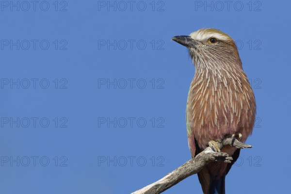 Lilac-breasted roller (Coracias caudatus), sitting on a branch, at the top of a tree, bird portrait, Kalahari desert, Kgalagadi Transfrontier Park, Northern Cape, South Africa