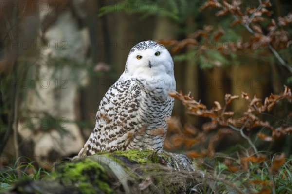 Snowy owl (Bubo scandiacus) sitting on the ground, Bavaria, Germany