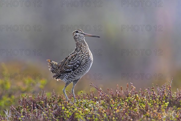 Great snipe (Gallinago media) male displaying at lek on tundra breeding ground in spring (June), Sweden, Scandinavia