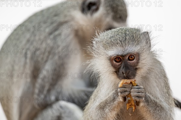 Southern vervet monkey (Chlorocebus pygerythrus) juvenile feeding, Kruger National Park, South Africa