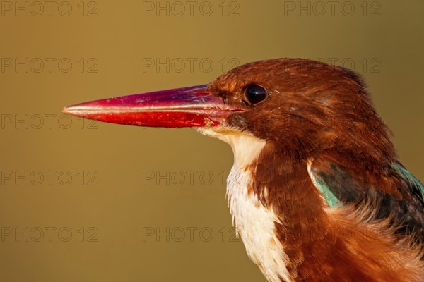 Braunliest, Smyrna Kingfisher, White-breasted Kingfisher, White-throated Kingfisher, Halcyon smyrnensis, Martin-chasseur de Smyrne, Martín Pescador Turco