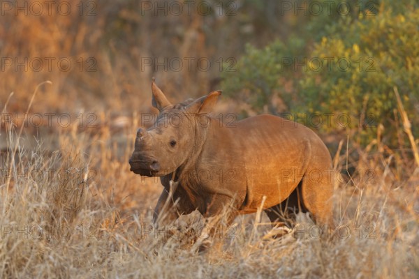 Breitmaulnashorn, Ceratotherium simum, White Rhinoceros, Square-lipped rhinoceros, rinoceronte blanco Rhinocéros blanc