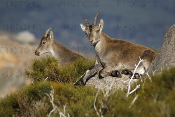 Western Spanish ibex (Capra pyrenaica victoriae) group standing on rocks, Sierra de Gredos, Castile and Leon, Spain