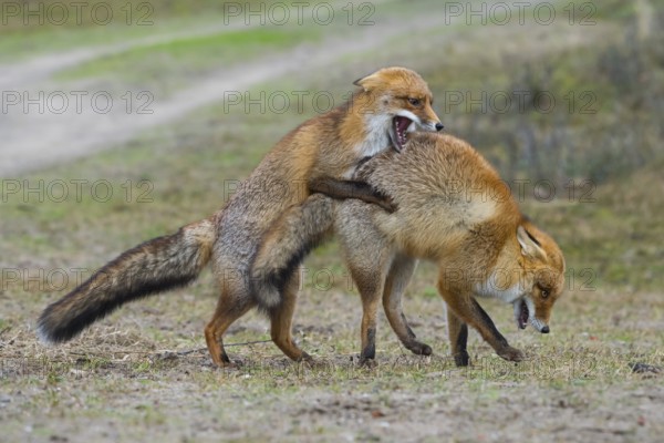 Red Fox (Vulpes vulpes) pair fighting and playing, Netherlands