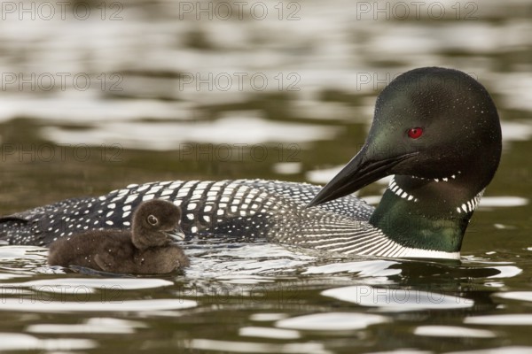 Great Northern Loon (Gavia immer) with chick, British Columbia, Canada