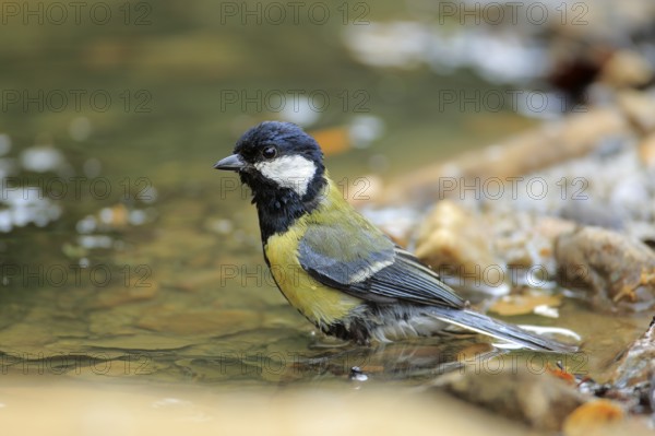 Great Tit (Parus major) bathing at a waterhole, Andalusia, Spain