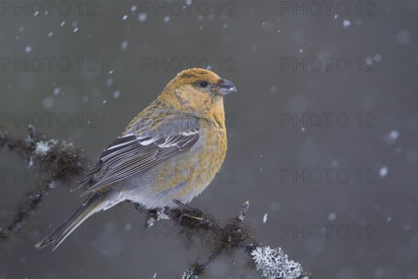 Pine Grosbeak - Hakengimpel - Pinicola enucleator, Finland