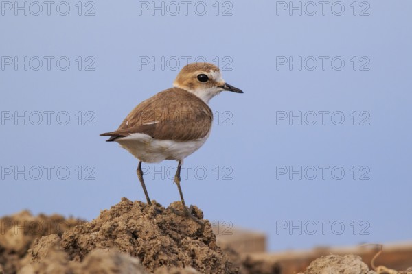 Kentish Plover (Charadrius alexandrinus) female, Greece