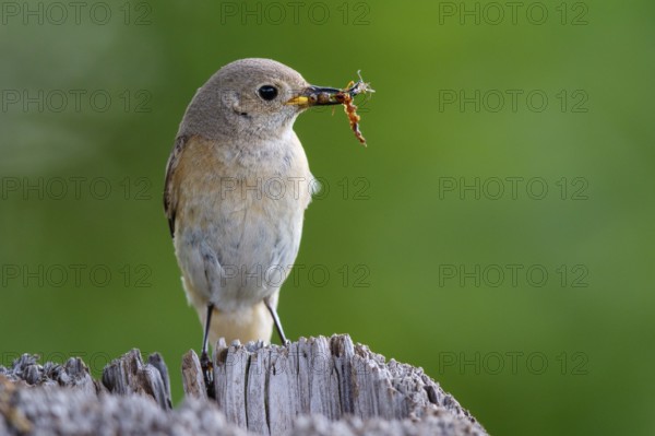 Common Redstart (Phoenicurus phoenicurus) female with feed in beak, North Rhine-Westphalia, Germany