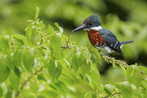 Green Kingfisher (Chloroceryle americana) perched on a branch in Manu National Park, Peru