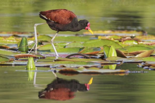 Wattled Jacana (Jacana jacana) in a lake in Manu National Park, Peru