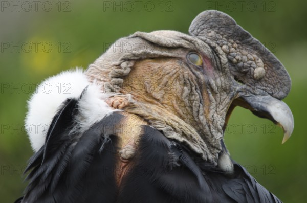 An Andean Condor at Parque Condor (Condor Park) in Otavalo, Ecuador. The Condor Park is a place where injured birds or birds that were kept as pets are rehabilitated. In this image you can see the nictating membrane which protects the eye has come over the eye