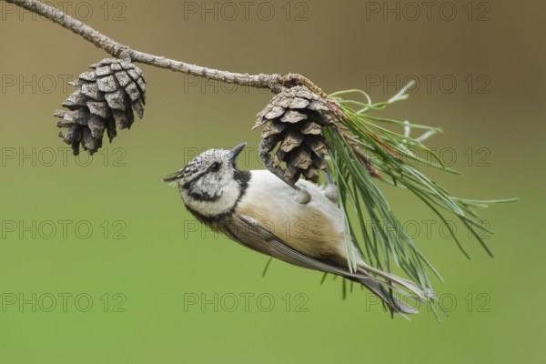 European Crested Tit (Lophophanes cristatus), Rhineland-Palatinate, Germany