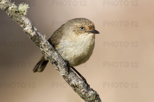 Western Thornbill (Acanthiza inornata), Western Australia, Australia