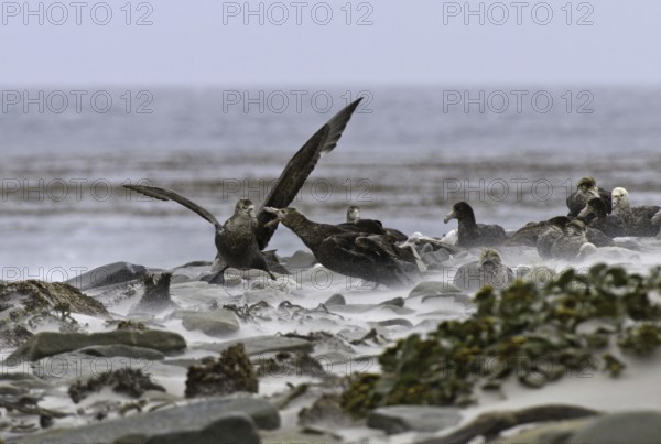 Southern Giant Petrel (Macronectes giganteus), Falkland Islands
