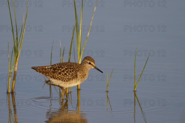 Wood Sandpiper (Tringa glareola), Mallorca, Spain
