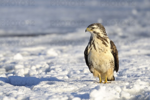 Common Buzzard (Buteo buteo), North Rhine-Westphalia
