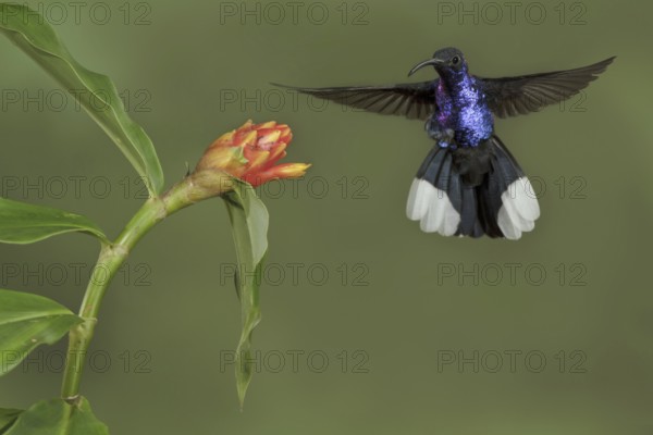 Violet Sabrewing (Campylopterus hemileucurus), Costa Rica