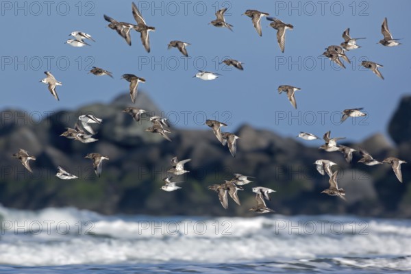 Purple Sandpiper & Sanderling (Calidris maritima & Calidris alba) flock flying, Schleswig-Holstein, Germany