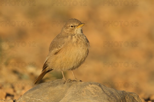 Desert Lark (Ammomanes deserti), Morocco