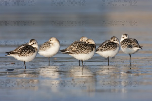Sanderling (Calidris alba), Schleswig-Holstein, Germany