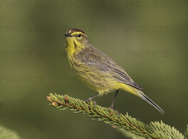Palm Warbler (Setophaga palmarum hypochrysea), Maine, USA