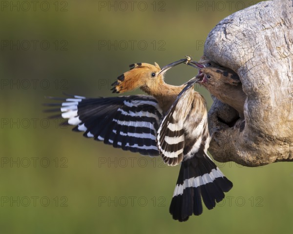 Eurasian Hoopoe (Upupa epops) feeding chicks in breeding cavity, Saxony-Anhalt, Germany