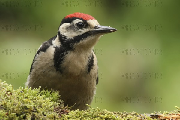 Great Spotted Woodpecker (Dendrocopos major) juvenile, Lower Saxony, Germany