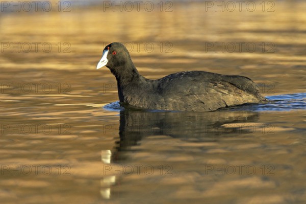 Red-knobbed Coot (Fulica cristata), Madrid, Spain