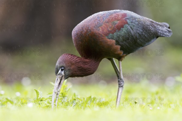 Glossy Ibis (Plegadis falcinellus) foraging, Asturias, Spain