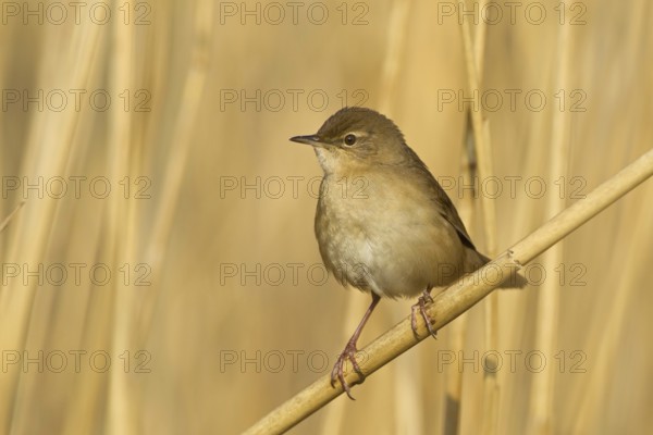 Savi's Warbler (Locustella luscinioides), Rhineland-Palatinate, Germany