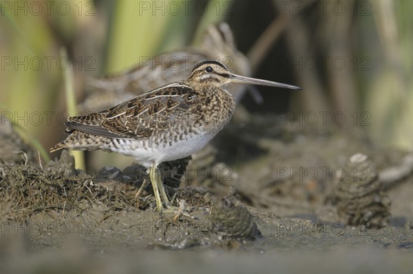 Common Snipe (Gallinago gallinago), Thuringia, Germany